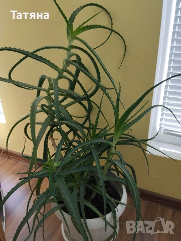 Алое, снимка 2 - Стайни растения - 53663631
