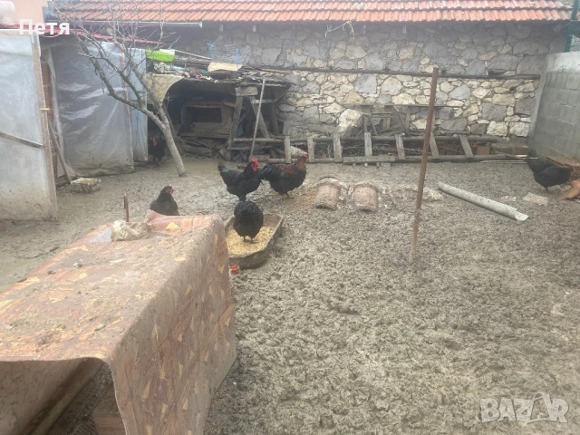 Петли австралорп, снимка 3 - Кокошки и пуйки - 53411409