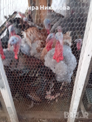 Пуйки и пуяци продава., снимка 3 - Кокошки и пуйки - 52691875