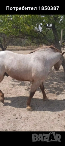 Тежковоз - жребец, снимка 5 - Коне - 52944975