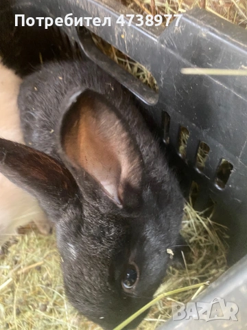 Зайци , снимка 2 - Други животни - 53488376