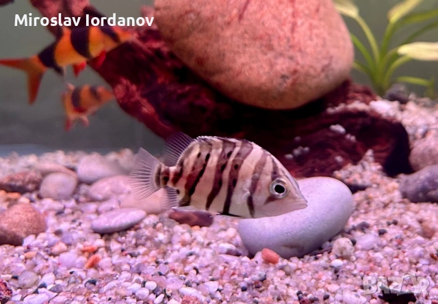 Тигрови риби Datnioides microlepis