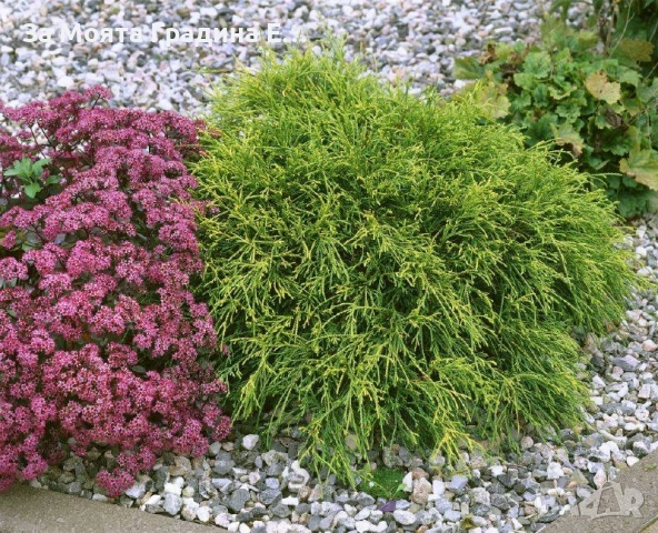 Лъжекипарис - Нана, снимка 4 - Градински цветя и растения - 53634311