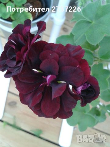 P.Royal Black Rose, снимка 1 - Стайни растения - 45508721