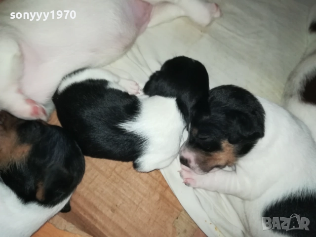 ДЖАК РЪСЕЛ БЕБЕТА-УНИКАЛНИ СЛАДУРИ 250ЛВ ЗА ЕДНО 0109251927, снимка 16 - Джак ръсел териер - 51570062