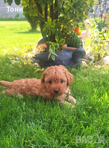 Той Пудел мини , снимка 4 - Пудели - 54179730