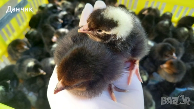 Еднодневни пилета , снимка 3 - Кокошки и пуйки - 53936444