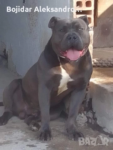 американски питбул/були .налично мъжко , снимка 3 - Питбул - 52580071