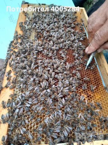Пчелен Мед, снимка 2 - Пчелни продукти - 46357558