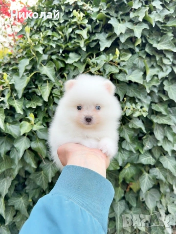 Померан мини момиче. Померанче, снимка 4 - Померан - 54216985