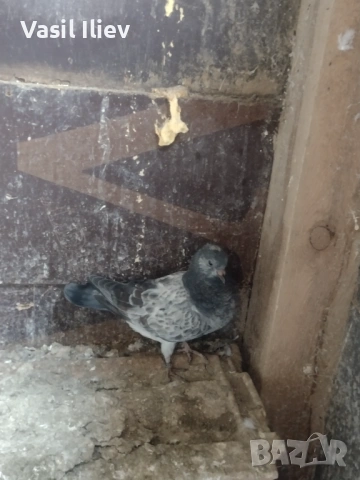 Има Бодан шанан Раде Матик кинчати 30 евро за бройка , снимка 4 - Гълъби - 54014898