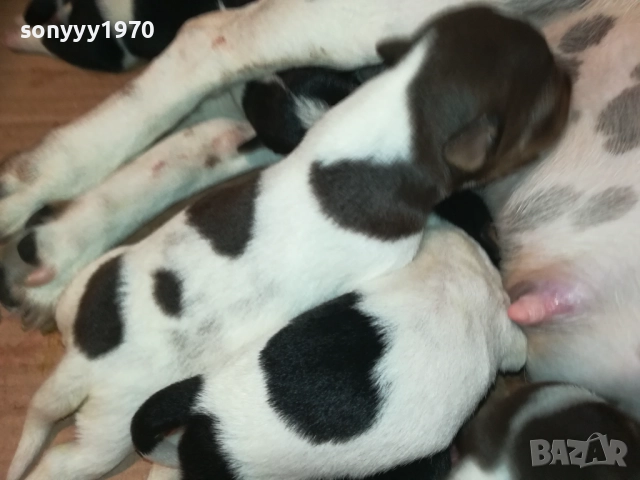 ДЖАК РЪСЕЛ-СЛАДКИ КУЧЕНЦА 2208251803, снимка 12 - Джак ръсел териер - 51456533