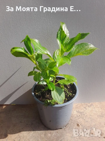 Хортензия - Принцеса Даяна, снимка 8 - Градински цветя и растения - 53624117