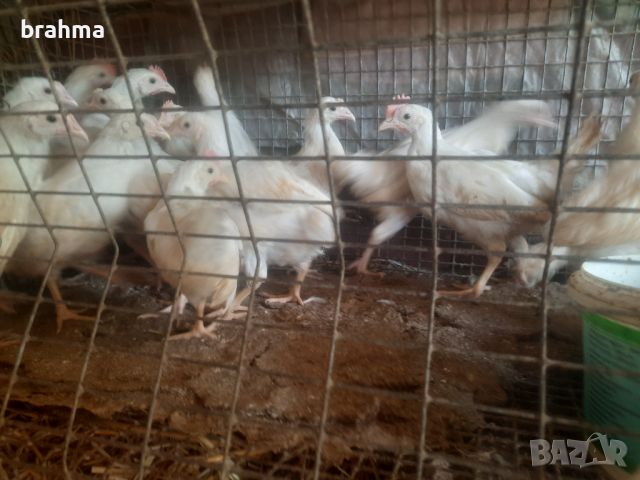 Налични пилета от породата Бял Легхорн, снимка 11 - Кокошки и пуйки - 46431911