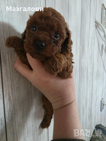 Продавам пудел той, снимка 5 - Пудели - 53826898