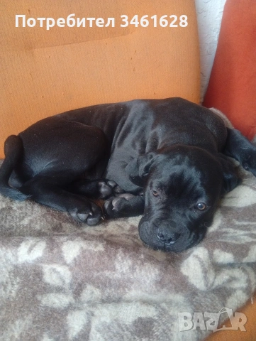 Кане Корсо бебе , снимка 4 - Кане корсо - 53576030