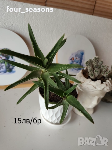 Кактуси, снимка 9 - Градински цветя и растения - 51905969