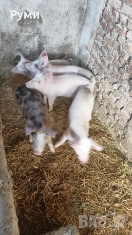 Продавам прасенца 30-35кг, снимка 7 - Прасета - 52802580