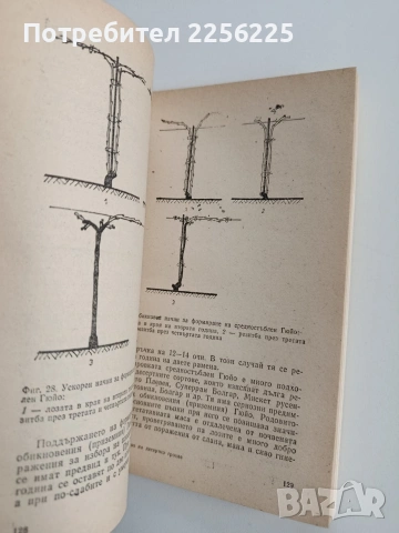 Производство на десертно грозде, снимка 6 - Специализирана литература - 53443430