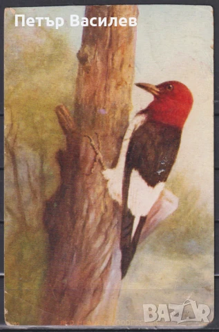 Пътувала пощенска картичка Фауна Птица Кълвач 1909 от САЩ