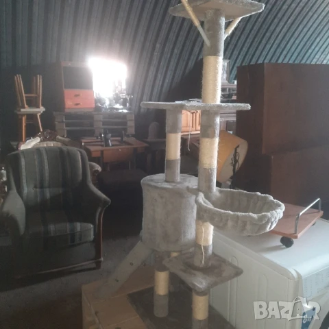 Котешка катерушка мострена