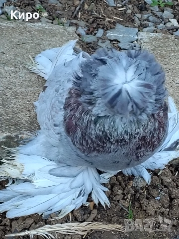 Бухари Гълъби 