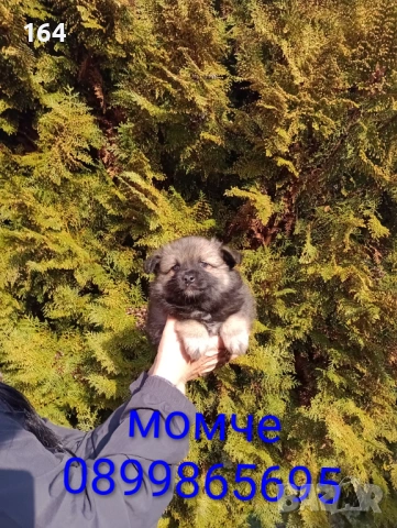 Померански Шпицове. Момче и момиче., снимка 7 - Шпиц - 53486789