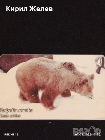 Три фонокарти тема ЖИВОТНИ ЧЕРЕН ЛЕШОЯД,КАФЯВА МЕЧКА за КОЛЕКЦИЯ 12011, снимка 3 - Колекции - 51634380