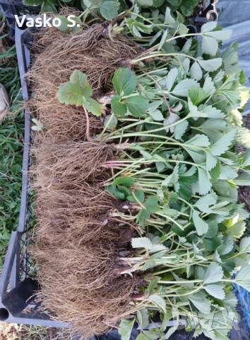 Ягоди разсад, снимка 7 - Градински цветя и растения - 53804368