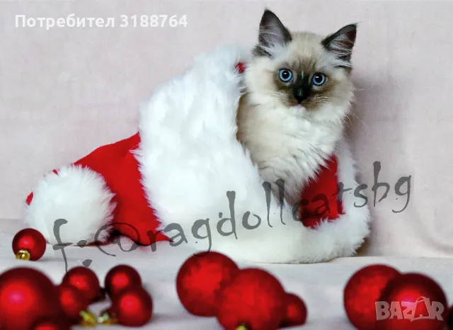 Регдол / Ragdoll , снимка 12 - Други - 47232294