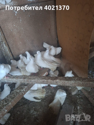 Бели старозагорски гълъби, снимка 3 - Гълъби - 54161179