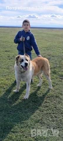 Продавам Сао алабай , снимка 2 - Алабай - 53403323