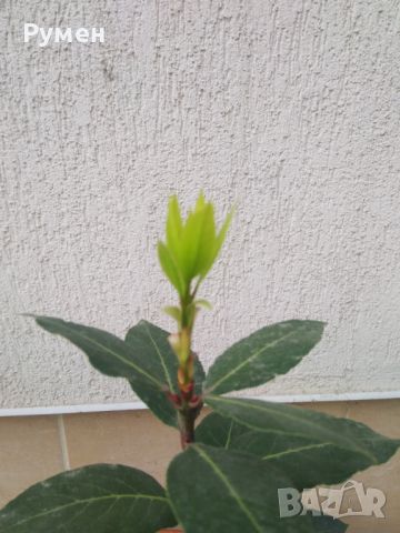 Дафинов лист (лавър), снимка 3 - Градински цветя и растения - 28988020