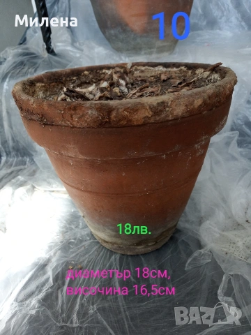 Саксии, снимка 8 - Саксии и кашпи - 53650030