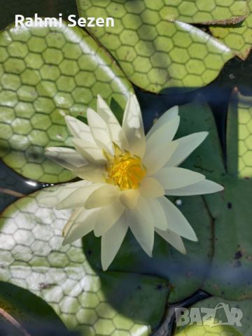 Водна лилия, снимка 2 - Градински цветя и растения - 45667041