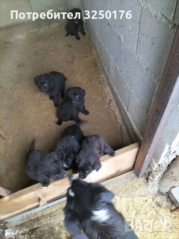 свободни Бордър колита на 45 дни, снимка 2 - Бо - 52882891