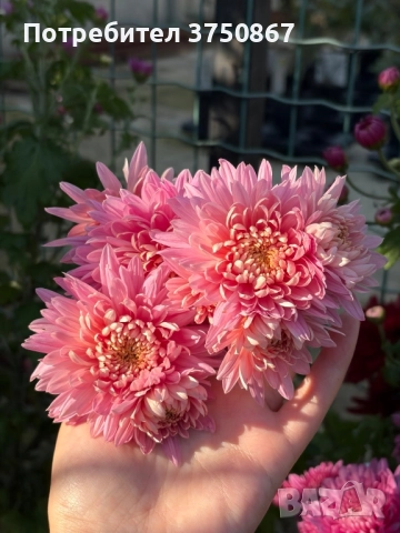 💞😍♥️ Уникални български хризантеми – селекция, създадена с грижа! 💞♥️💞, снимка 11 - Градински цветя и растения - 50782033