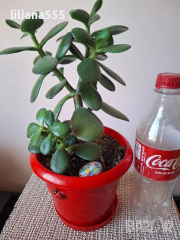 дървото на живота-евтин и оригинален подарък за всеки, снимка 7 - Стайни растения - 7081687