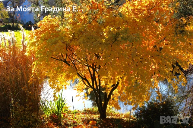 Японски Клен - Оранжев, снимка 6 - Градински цветя и растения - 53744063