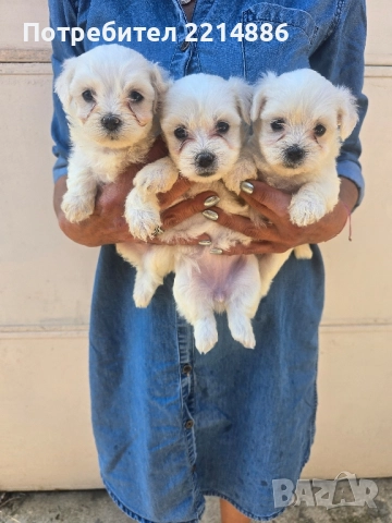 Малтийска болонка , снимка 11 - Болонка - 36473959