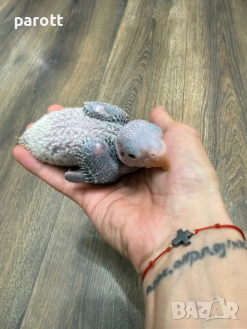 Ръчно хранен Голям Александър, снимка 8 - Папагали - 54097274