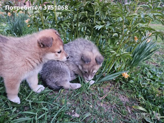 ПОДАРЯВАМ КУЧЕНЦА ! ОСТАНА САМО 1 , снимка 6 - Хъски - 45232906