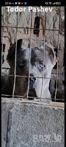 Кане корсо , снимка 9 - Кане корсо - 53057547