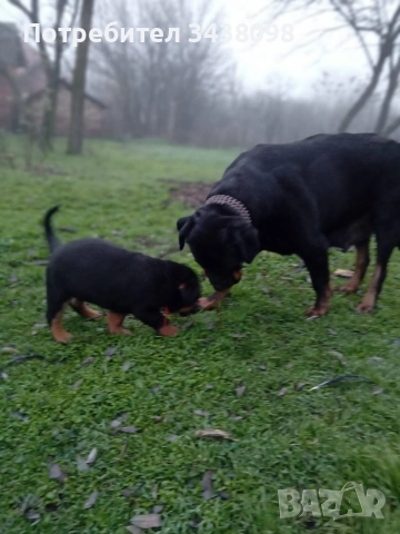 Ротвайлери ,след 2ра ваксина, снимка 4 - Ротвайлер - 52865622