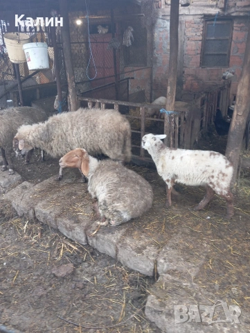 продават се овце , снимка 3 - Овце - 50155920