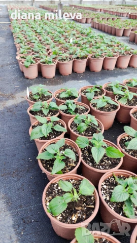 Салвия Мистично Синьо, Salvia 'Misty' blue или по-известна като Градински чай!!, снимка 5 - Градински цветя и растения - 54161538