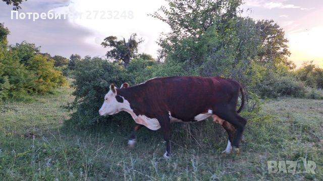 Продавам крави с телета, снимка 6 - Крави - 46370373