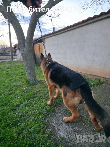 Породиста Немска овчарка, снимка 3 - Немска овчарка - 54101778