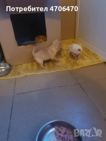 МИНИ ЧИХУА, снимка 2 - Чихуахуа - 53067782