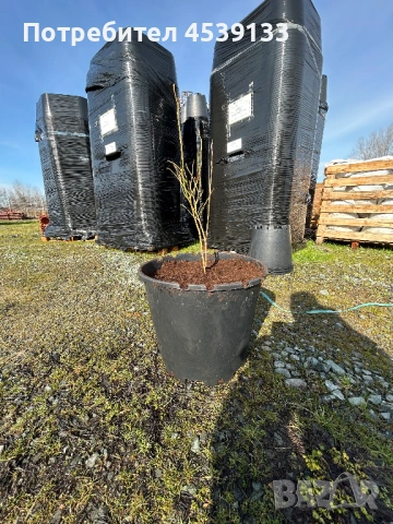 Боровинки сорт ЧАНДЛЪР  4 годишни